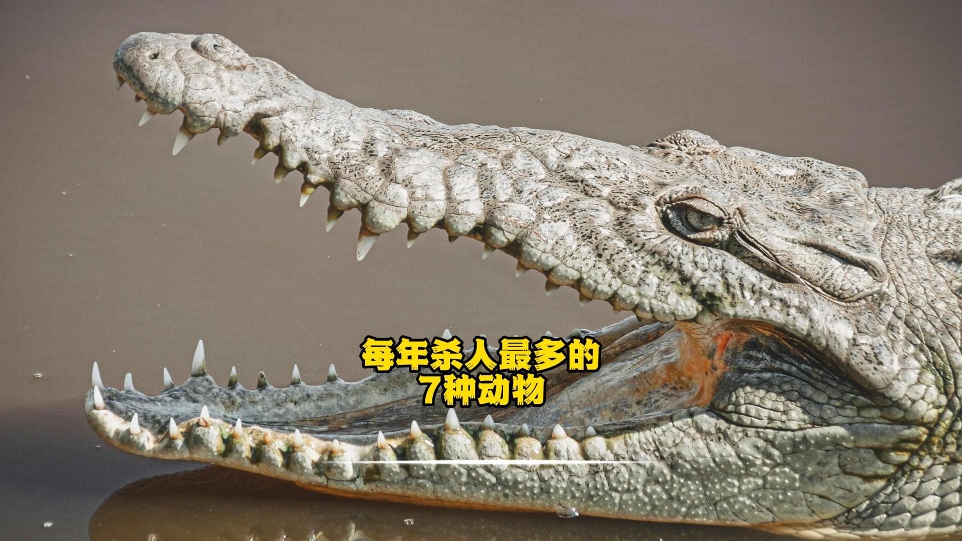 世界上每年杀人最多的7种动物，超乎你的想象！