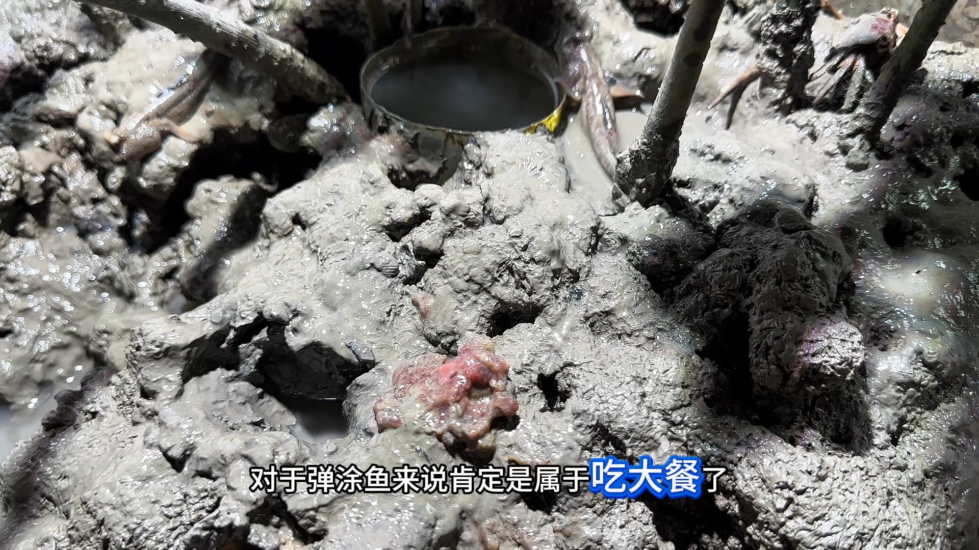 泥巴缸养青第50天