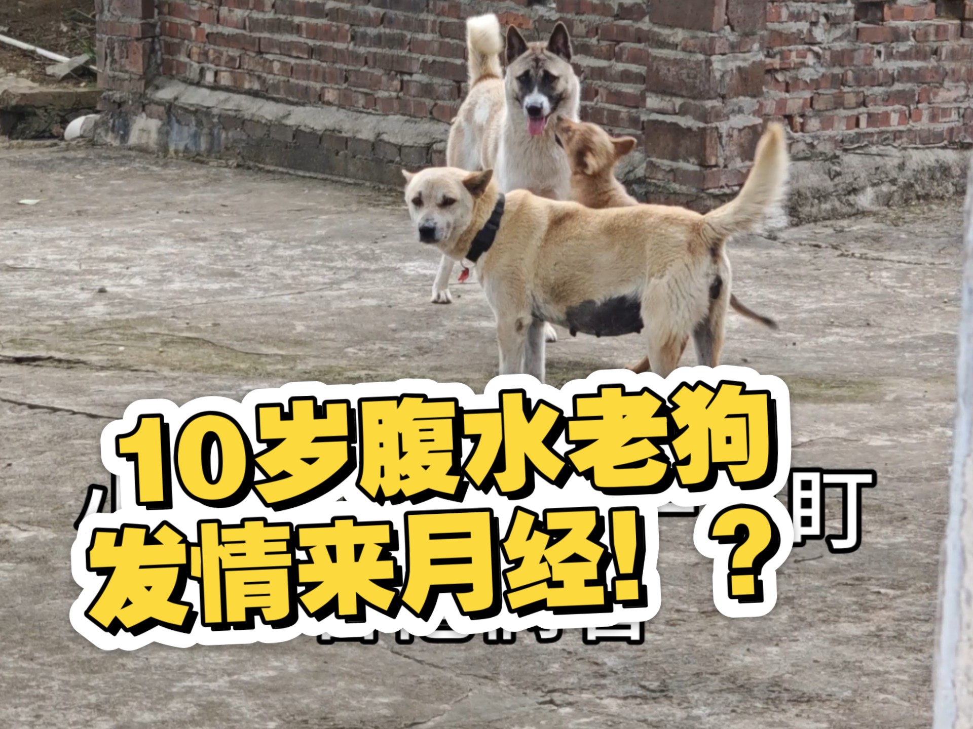 土狗小虎历险记：战胜腹水后，10岁“老阿姨”迎来第二春，大黄狗腹