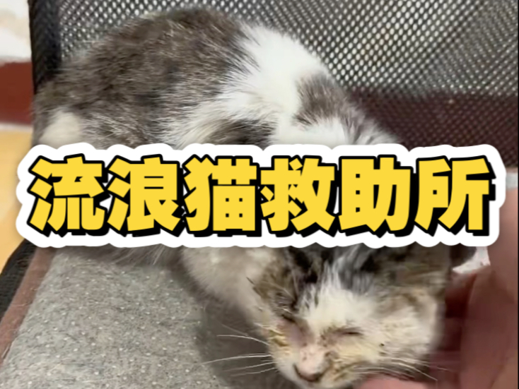 200块钱留猫一条命很划算