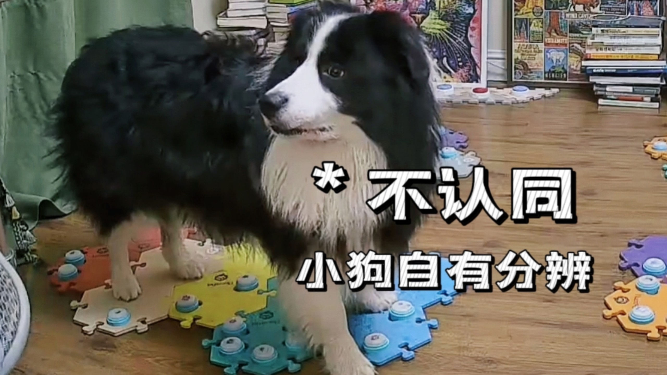 林克小狗成长为美食家也是颇有渊源