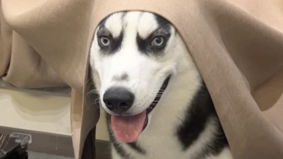 你这什么造型，狼外婆？