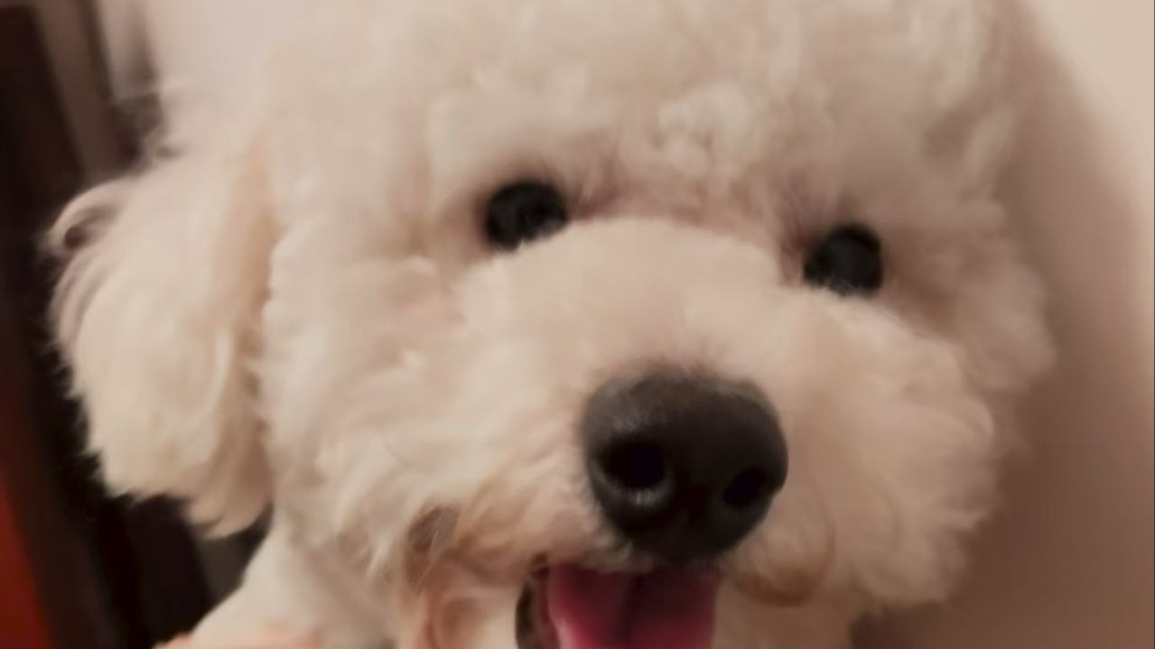 点击就看妈妈是怎么吻上小狗的