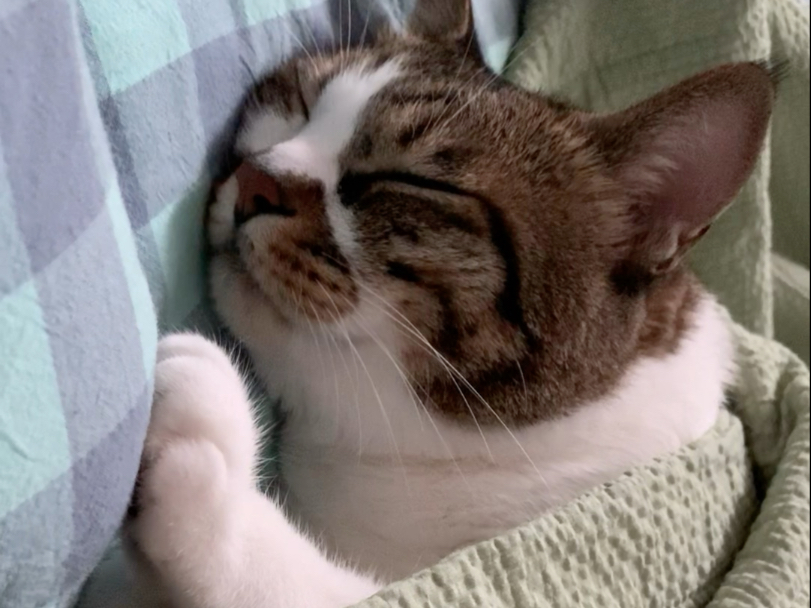 您的电子宠物快乐猫伴您入眠