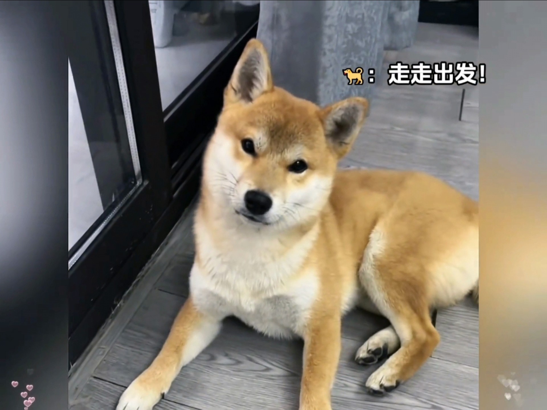 “狗狗听到出去玩时的反应，太有趣了哈哈哈”