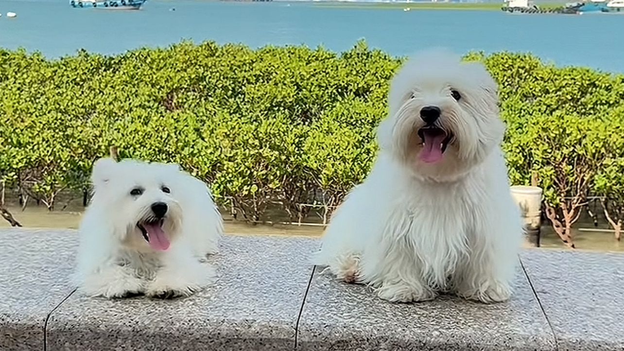第一次带两只小狗出去玩