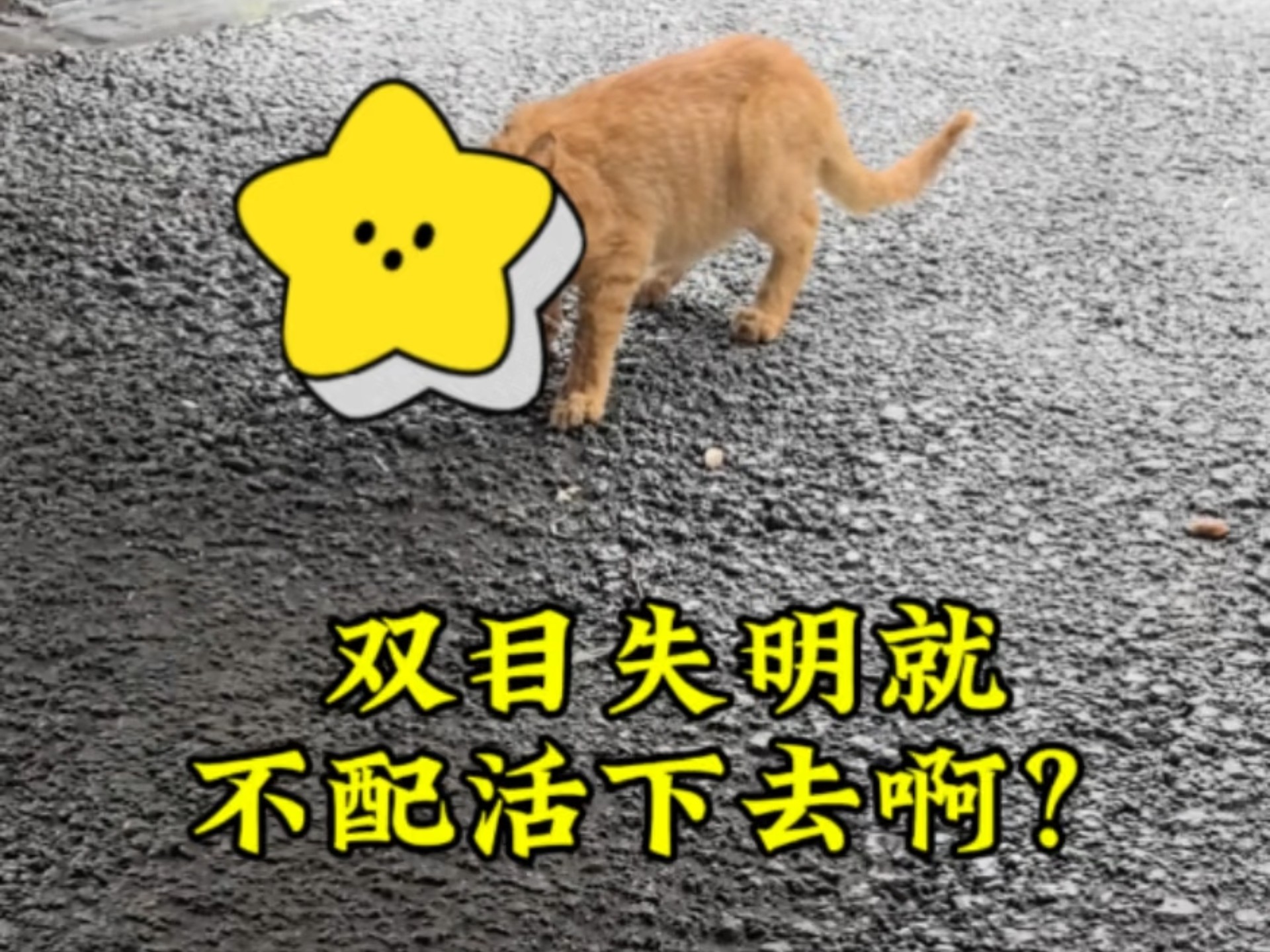 今天救了一只双目失明的小猫，我希望他活下来