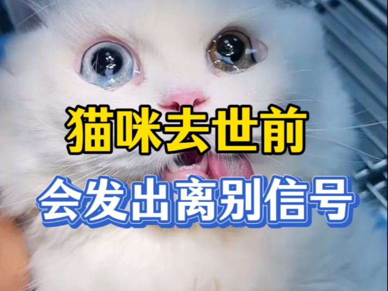 你知道吗猫咪去世前都会发出离别的信号