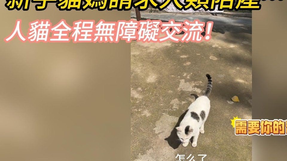 新手猫妈请求人类陪产…全程无障碍交流！10多个小时后成功诞下
