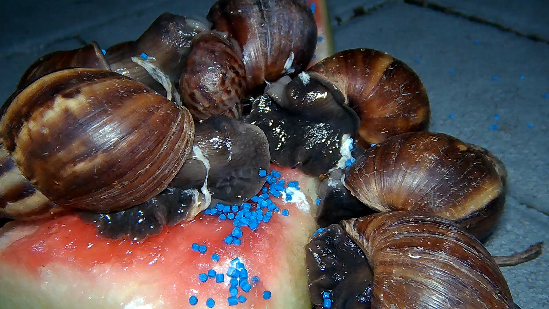 非大：老登，你的瓜真甜，吃完都舍不得拉。