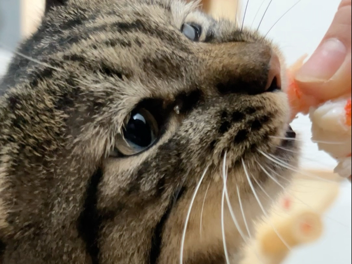 大虾壮库库胆～个大胆小但能吃啊