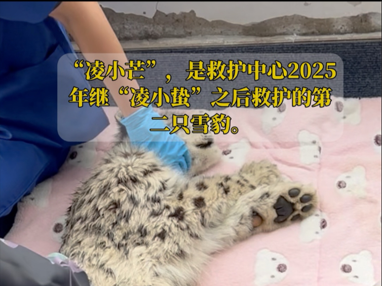 青海野生动物救护繁育中心救护一只雪豹幼崽#雪豹救护