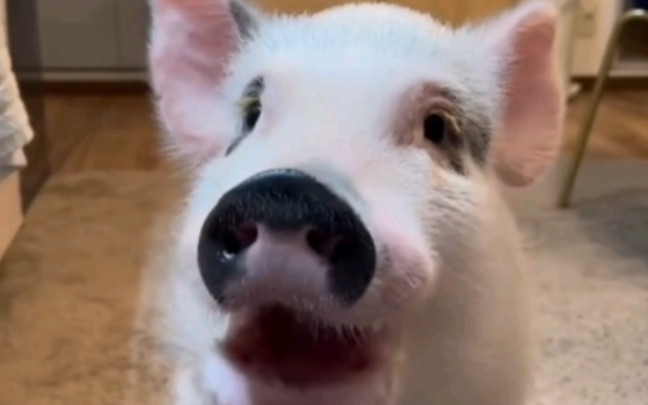 猪猪，动耳神功！