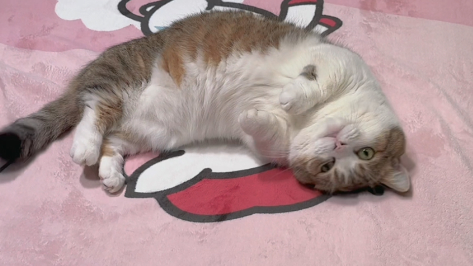 喜欢宝宝jiojio的猫猫虫