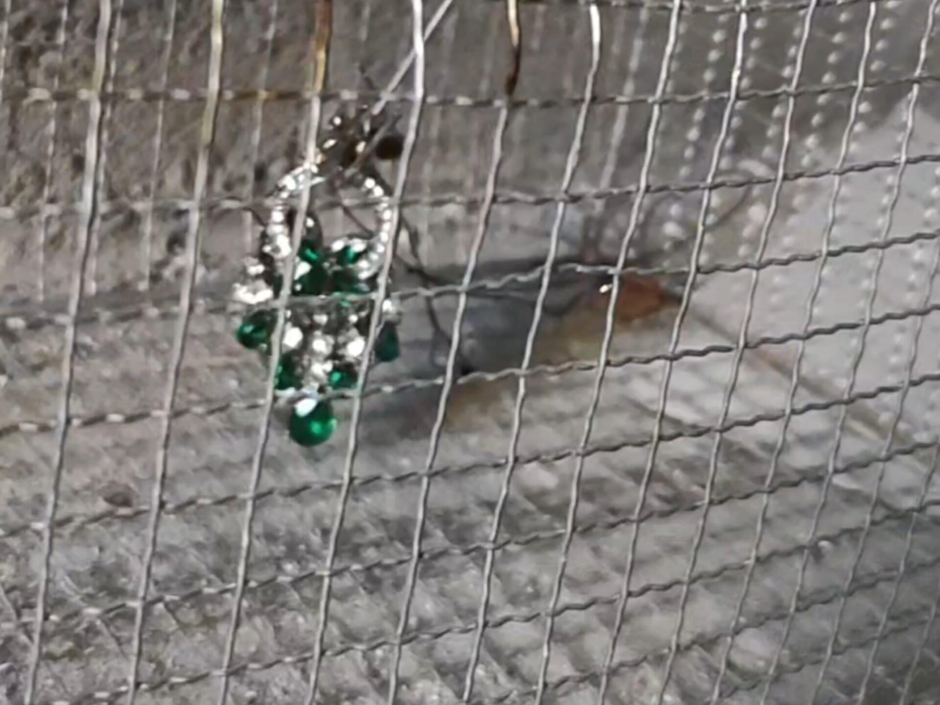 下了血本买的捕鼠笼