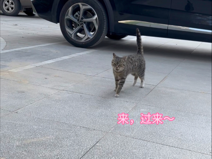 好久没见到的小狸花饿坏了 吃的好香啊