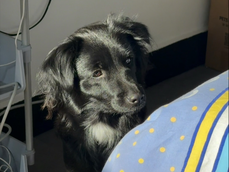 当敏感的流浪小狗决定相信人，它需要经历什么？