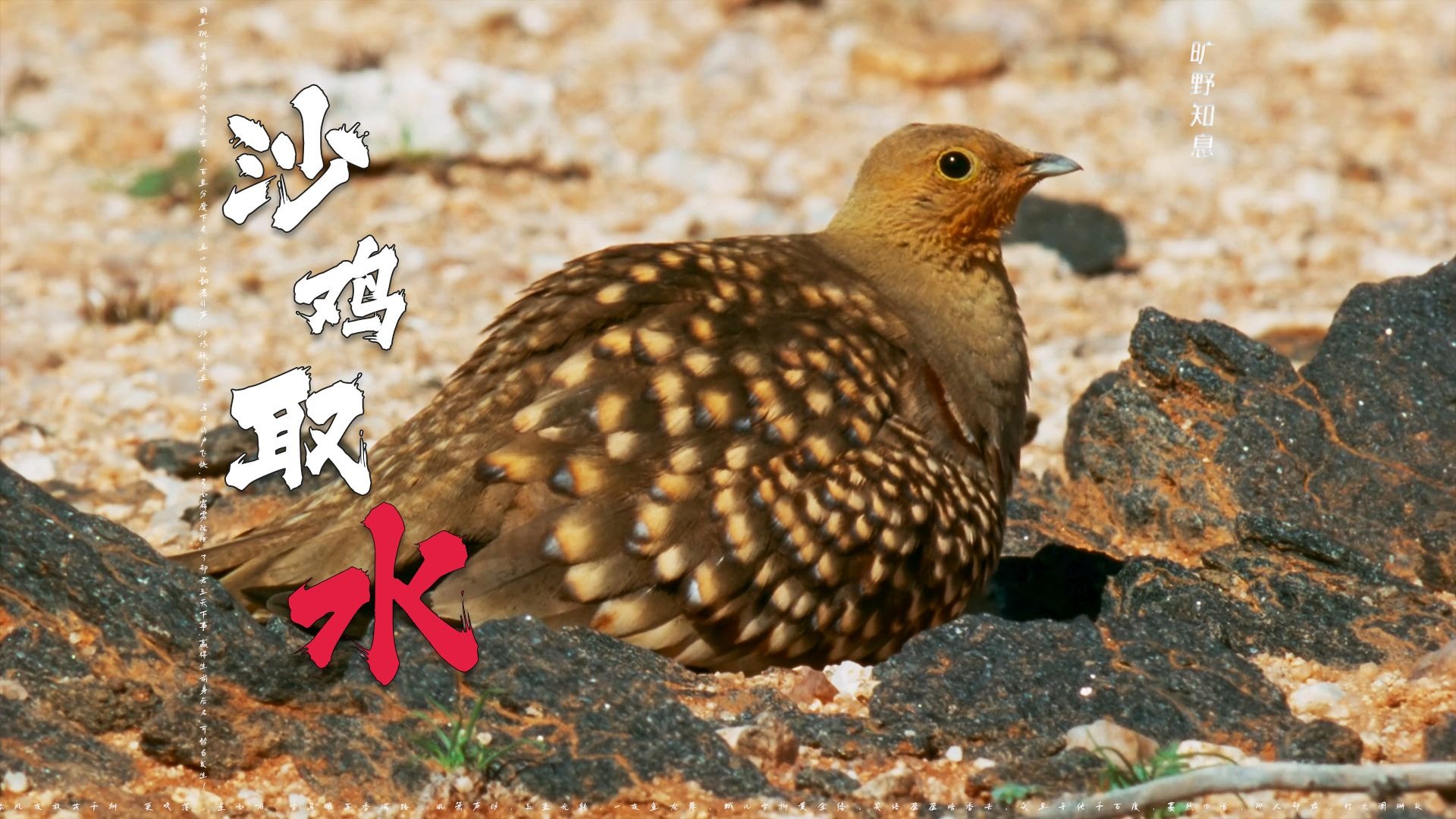 《沙鸡：为了孩子不被渴死，每日往返200公里取水》