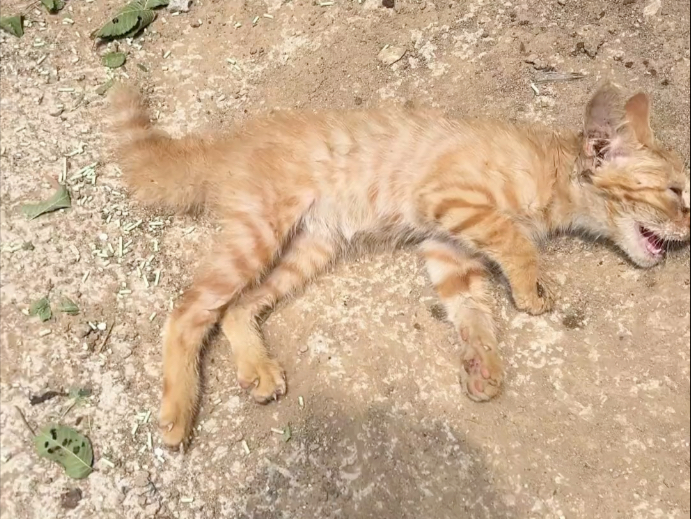 可怜的流浪猫，你一定会好起来的。一定会的！