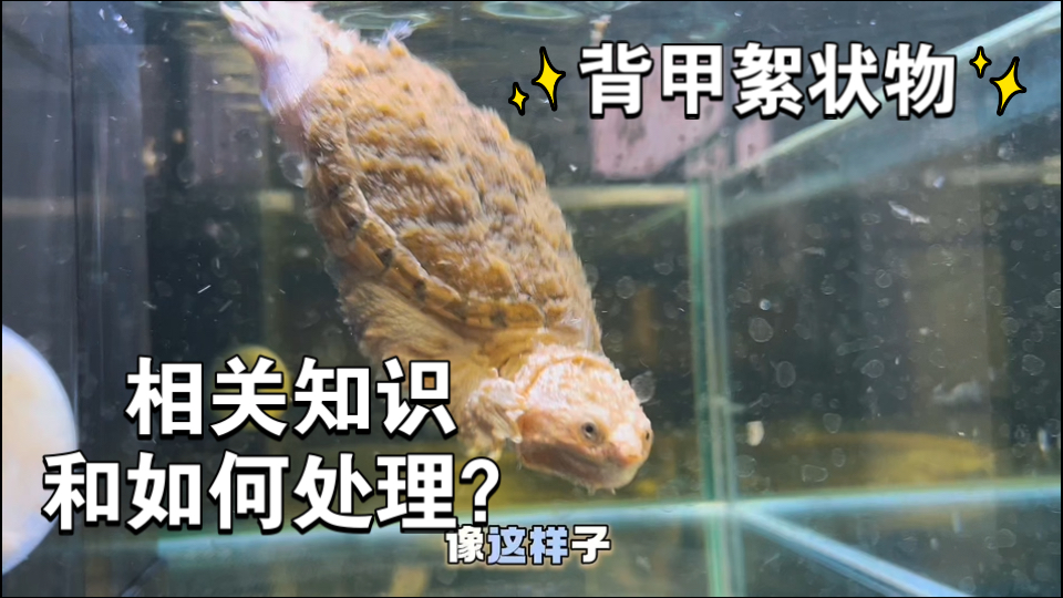 关于乌龟背甲上脏脏的絮状物（详细讲解）