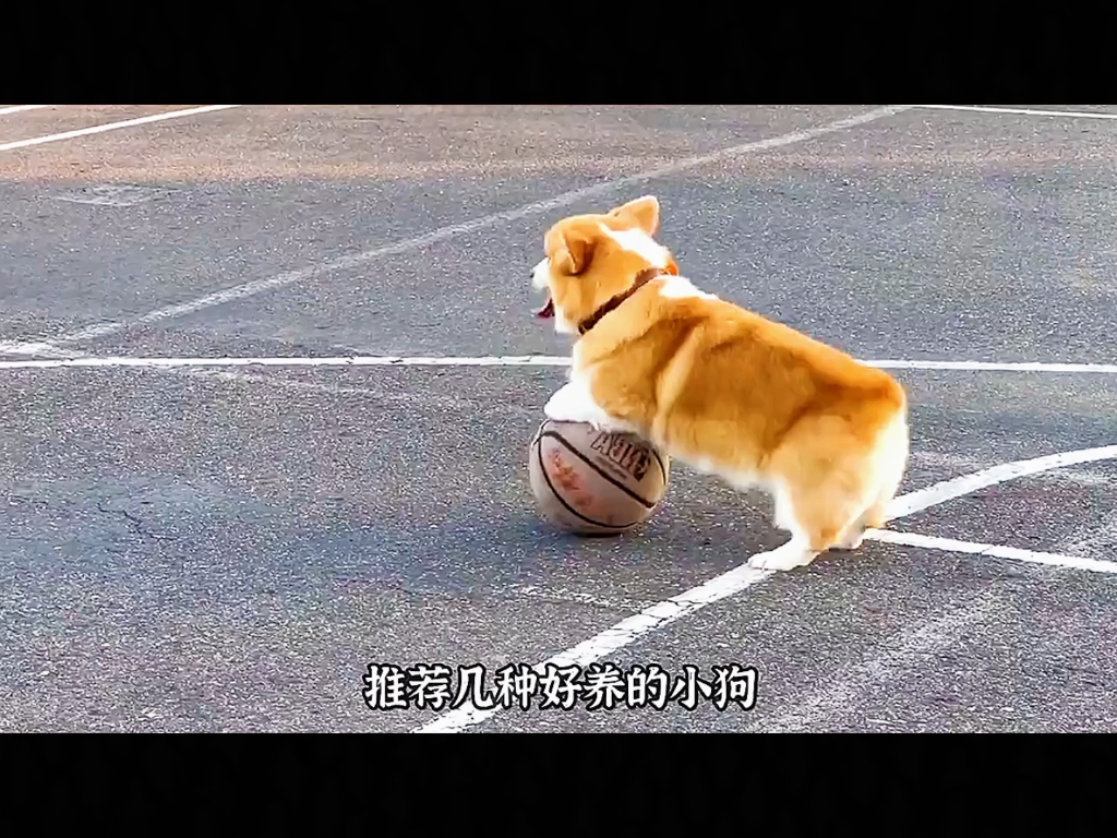 盘点那些好养的小狗