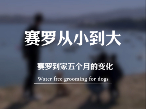 赛罗到家历时五个月的变化，从小小的一只到青涩且稳重的蜕变，给