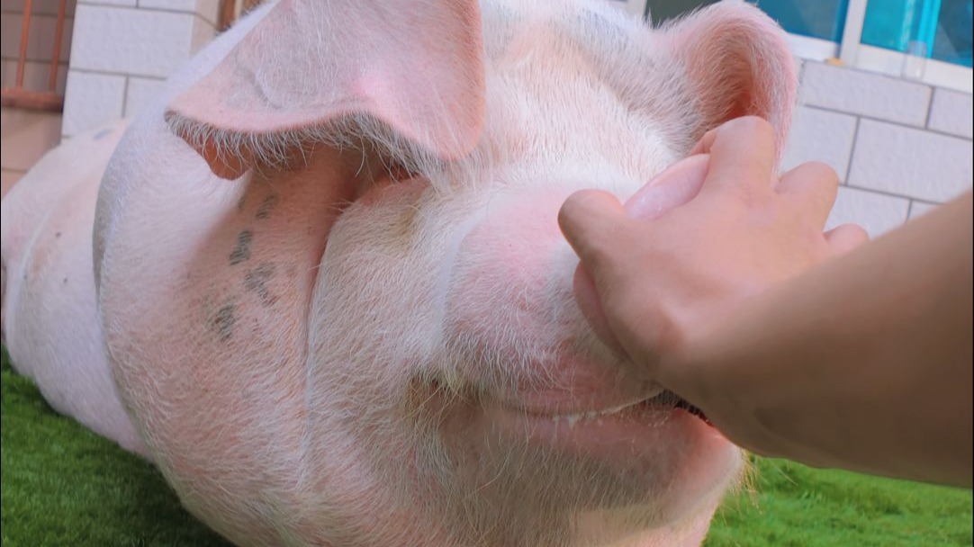 近距离折磨一头要打哈欠的猪，顶级助眠，看完包打哈欠的