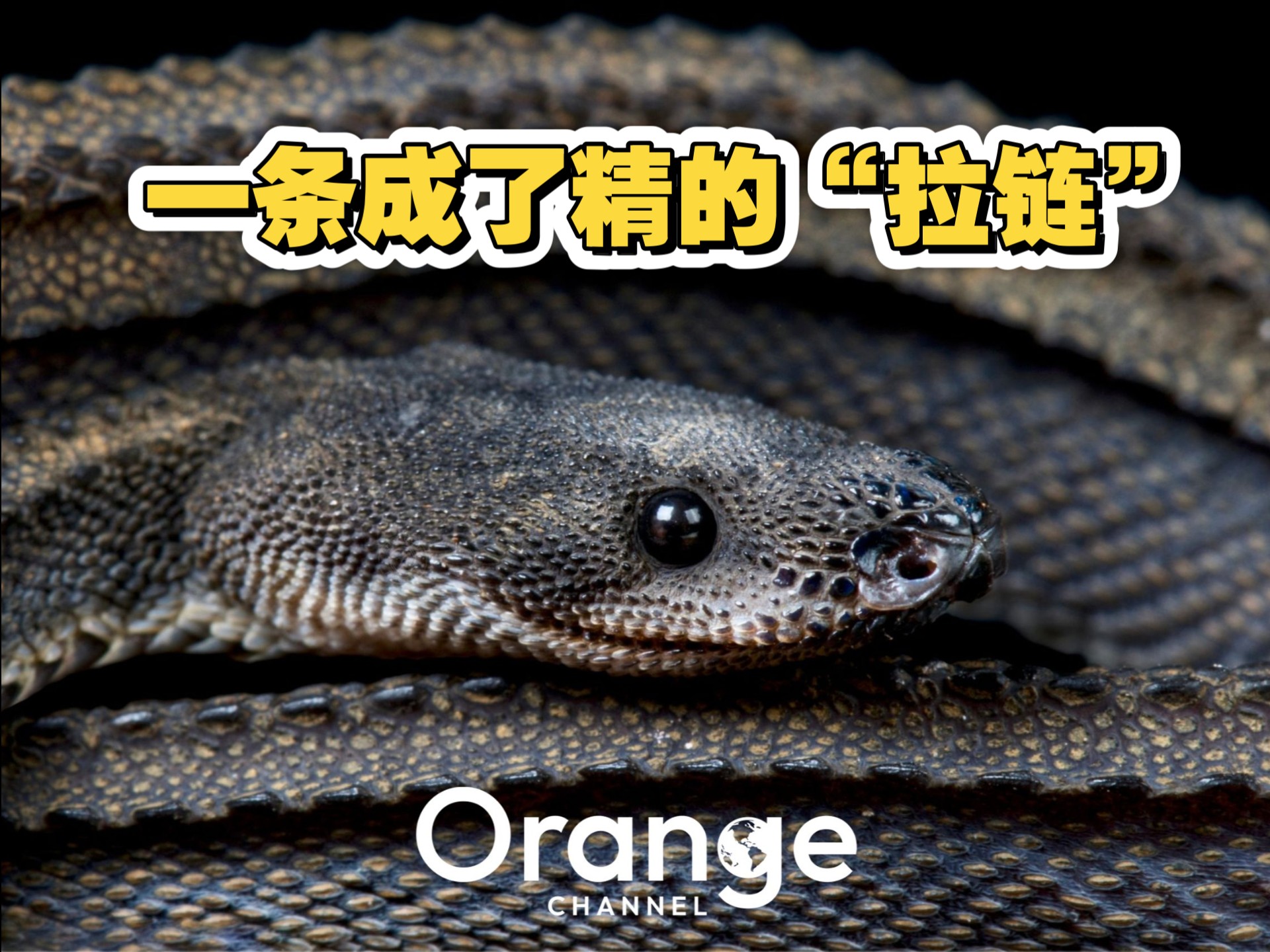 这就是条成了精的“拉链”嘛！却名唤龙蛇？了解下？