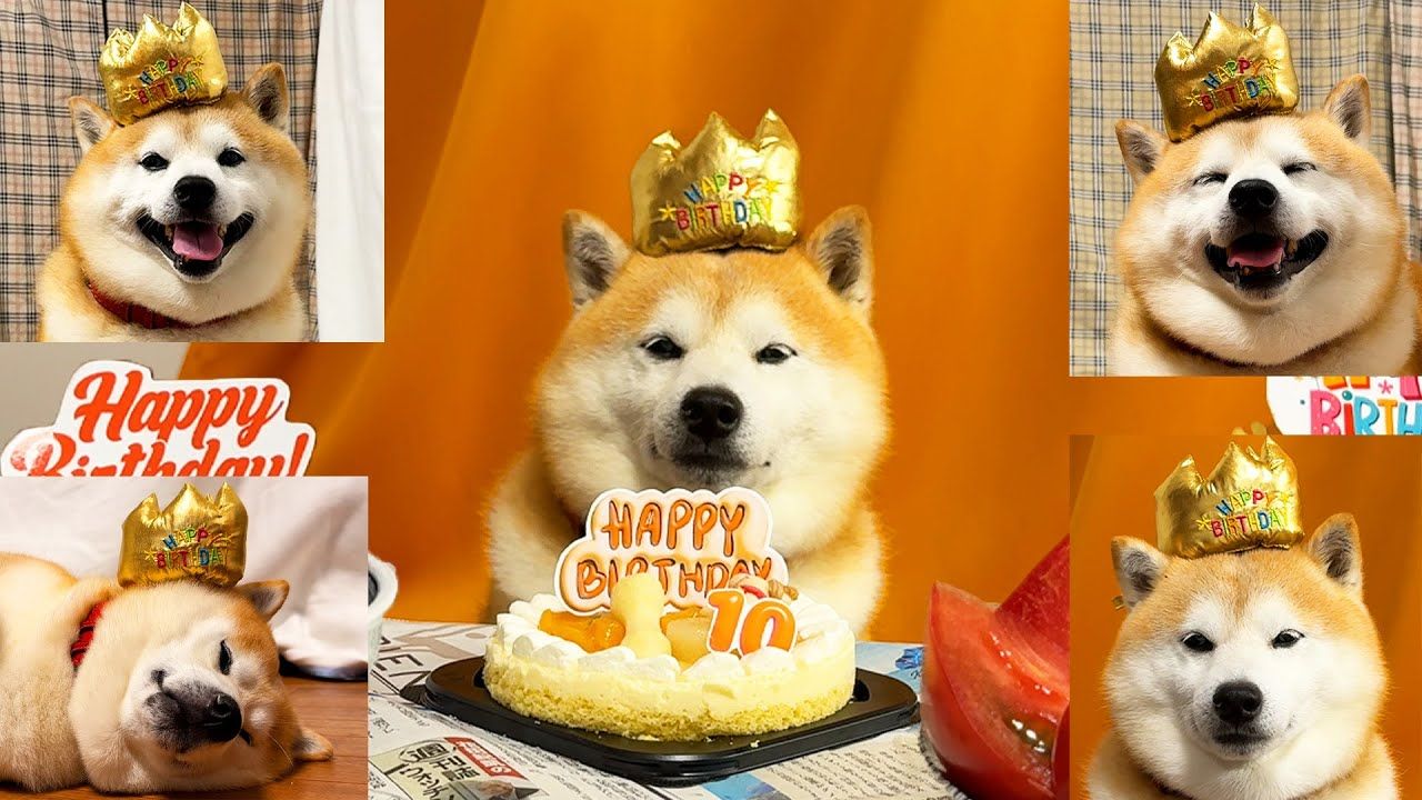 【十岁生日庆祝】柴犬比任何人都享受生日派对