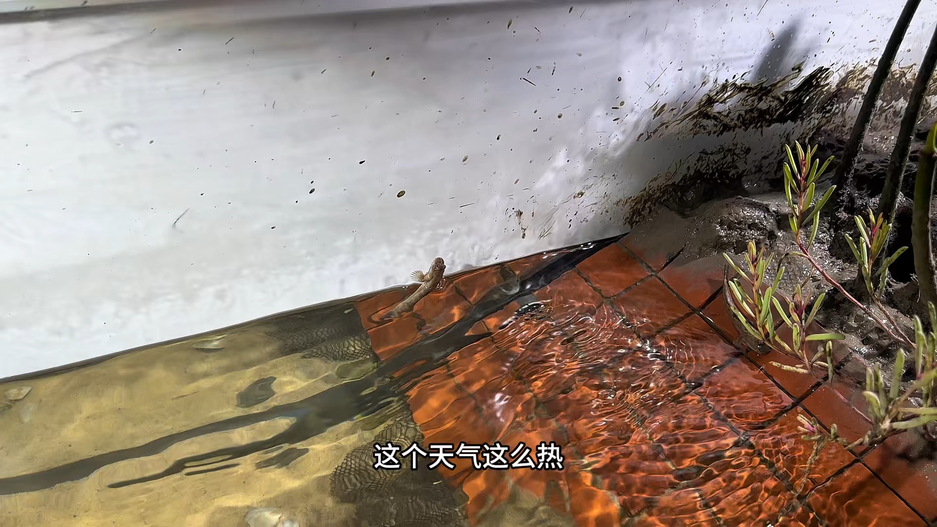 泥巴缸第31天#水族#鱼缸