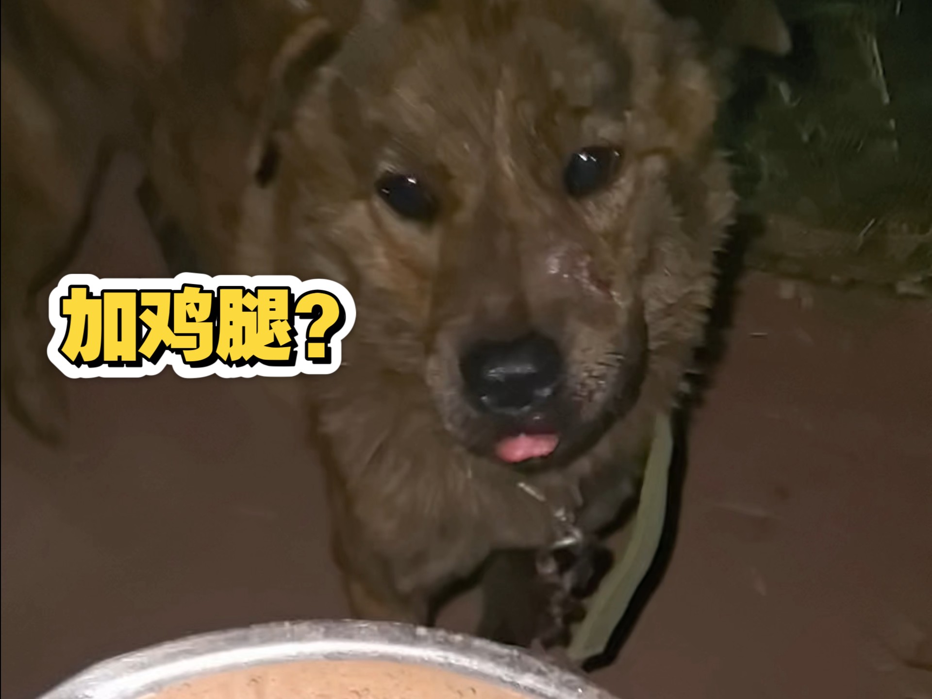 打完架后的第一餐，还有宝子们给它们投喂鸡腿，以后打架更有劲了