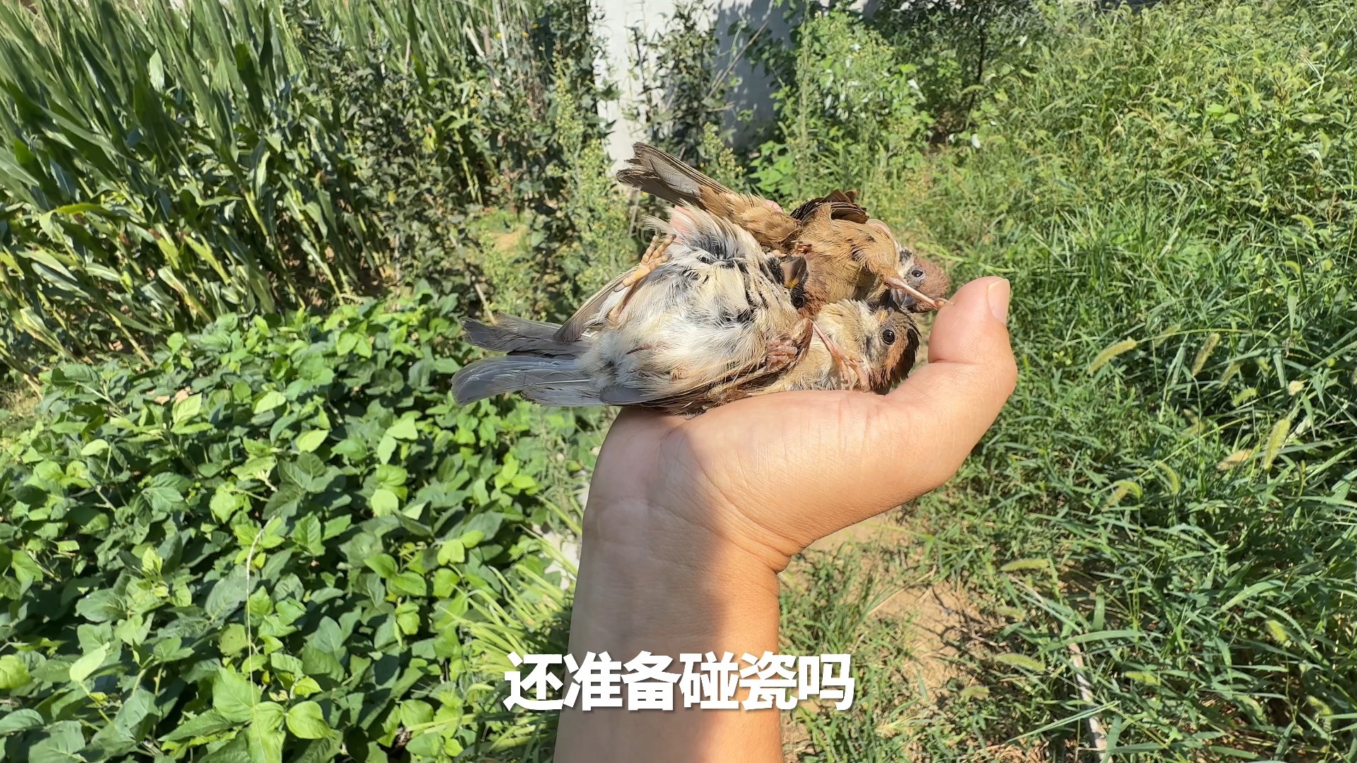 这么让你们偷下来，谁招架得住