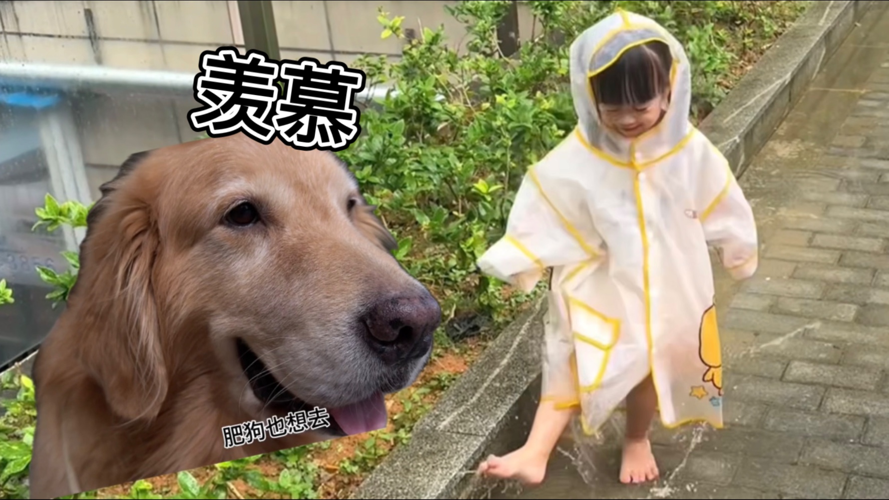 小狗下雨天也想出去玩！羡慕小宝的雨衣？？