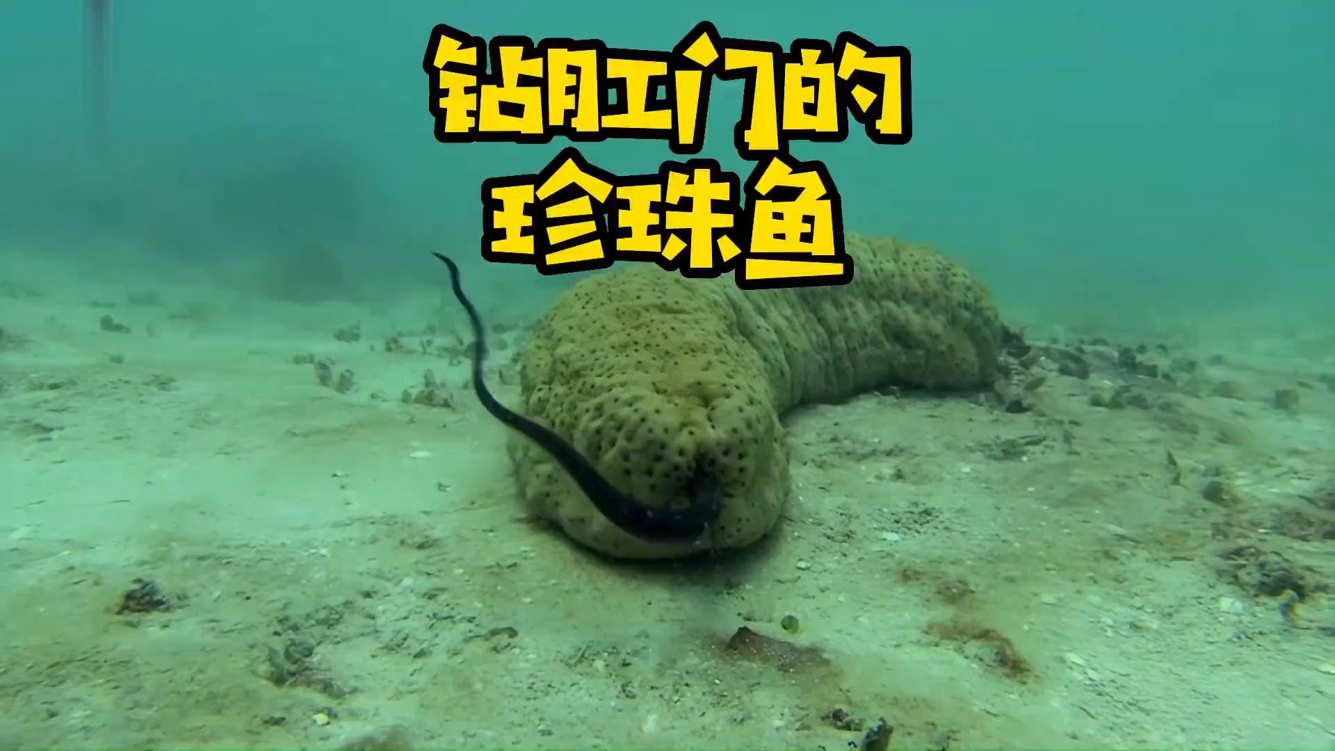 见过把海参当房子住的鱼吗 海洋生物 的迷惑行为