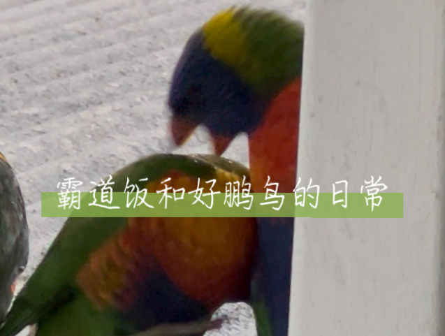 和唯一的好鹏鸟吵架