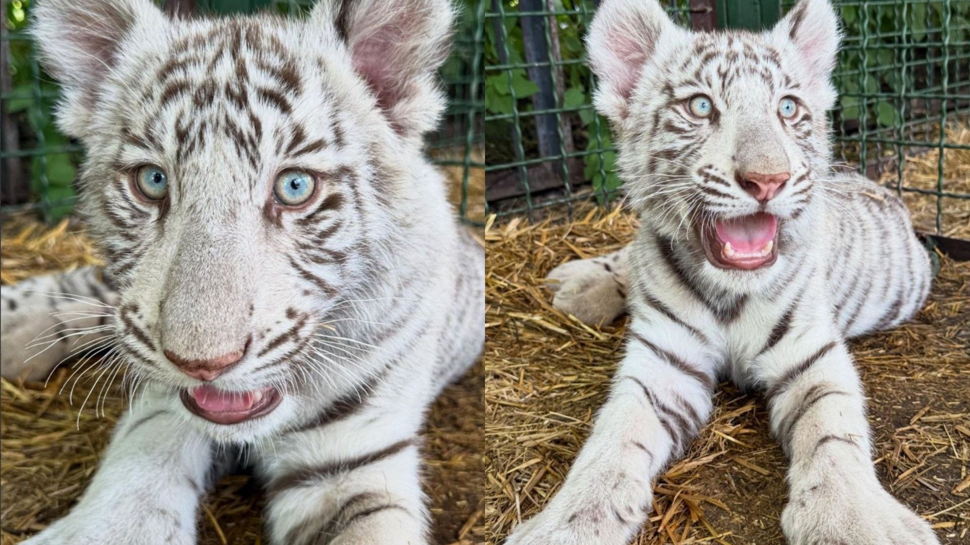 小白虎宝宝向你发出玩耍邀请！