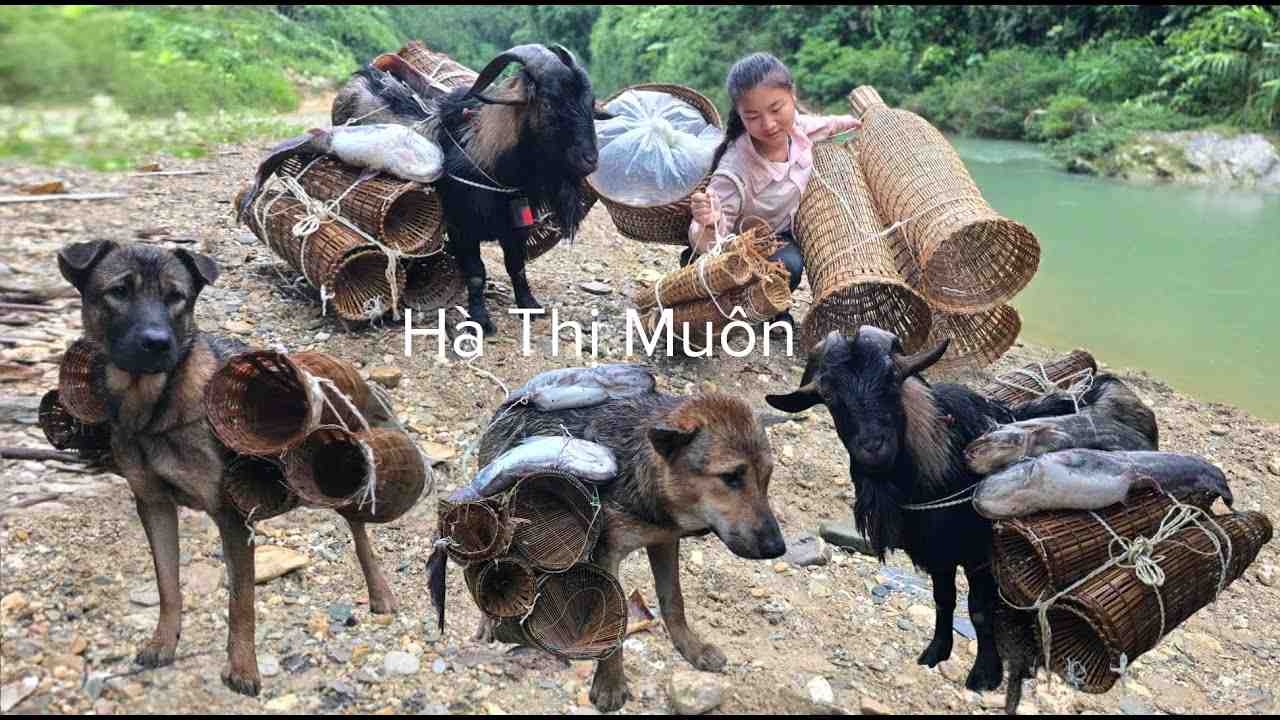 山羊和狗帮助越南女孩捕捞鱼回家卖钱维持生计。