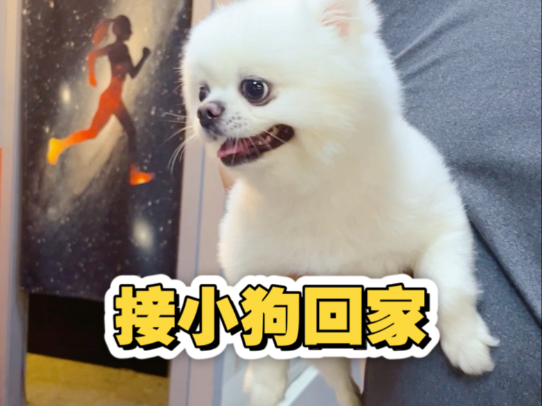 出门办事，把小狗寄存在健身房！来接的时候，兴奋得上蹿下跳～