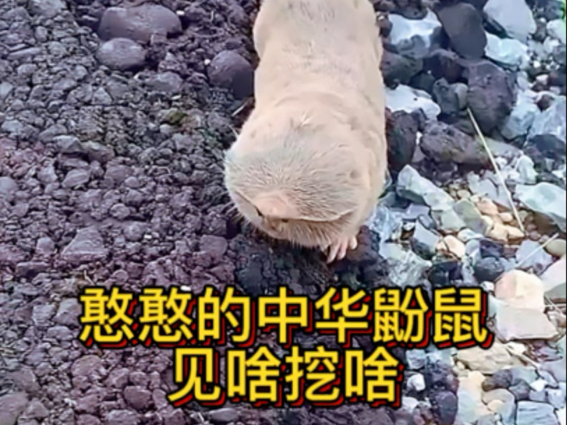 憨憨的中华鼢鼠见啥挖啥