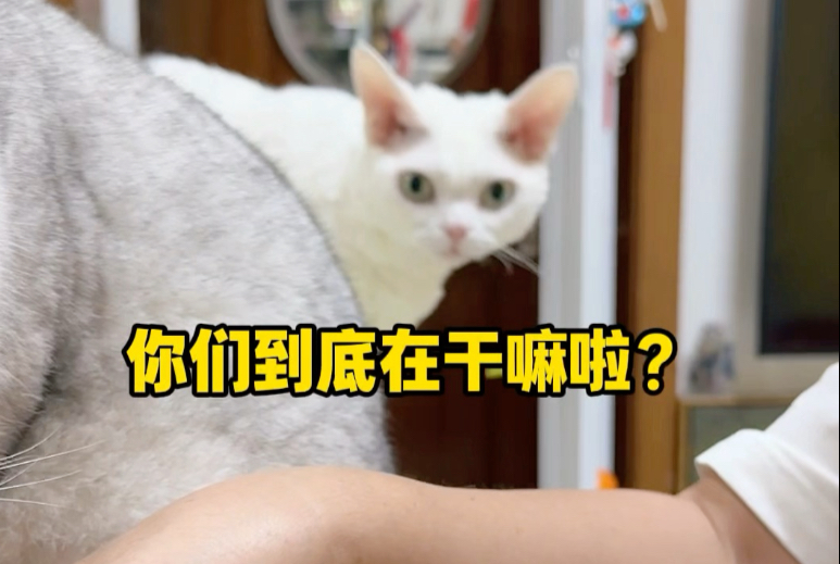 你们到底在干嘛啦？