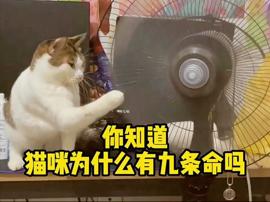 #萌宠来袭#萌宠解说