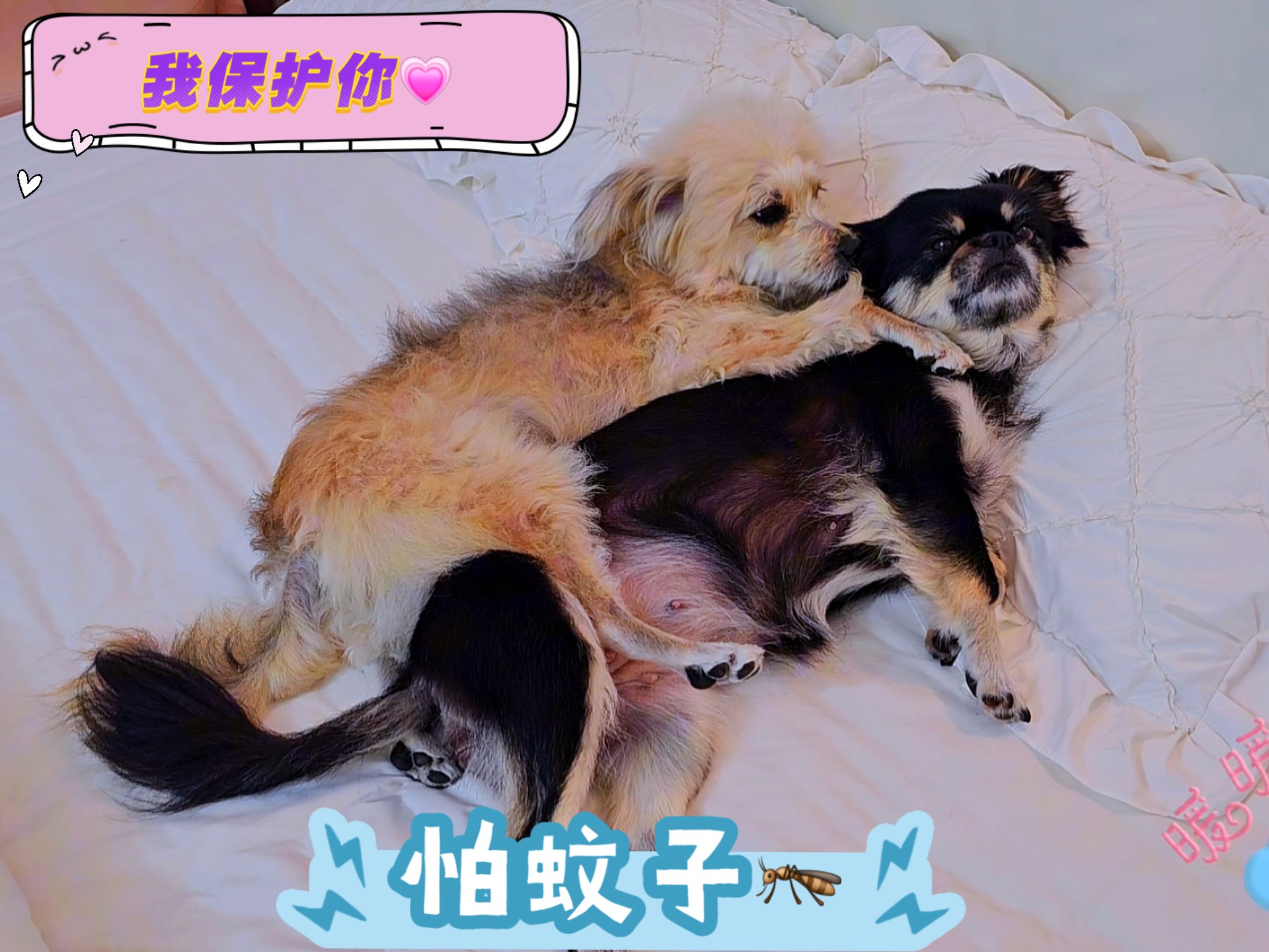 狗狗被蚊子吓得躲起来，卷毛妹妹太有爱了