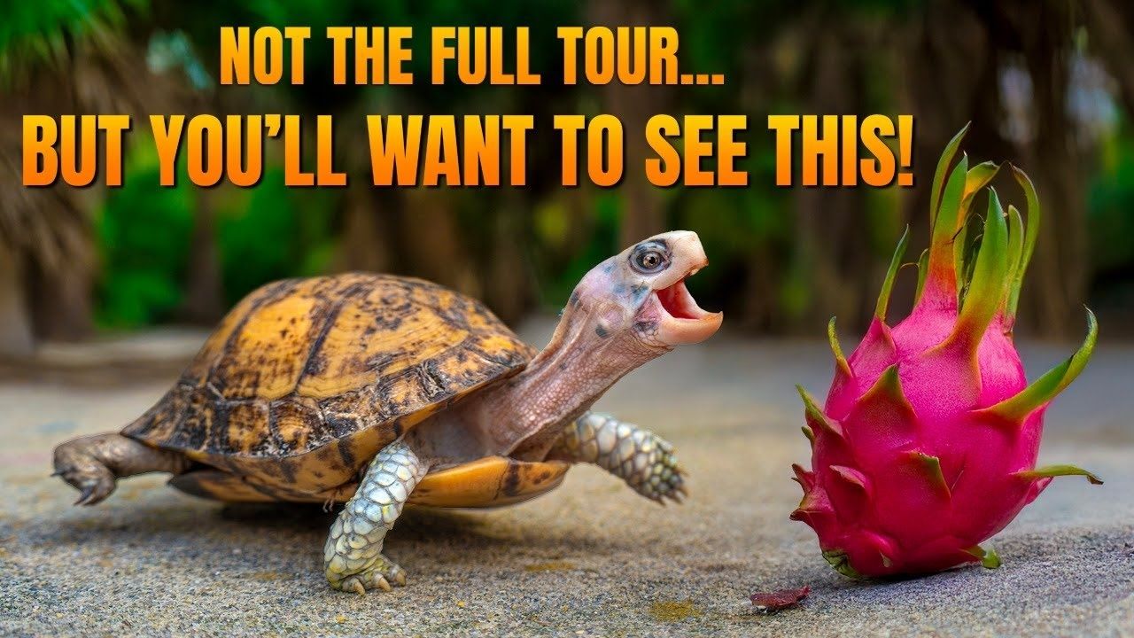 花园州陆龟园的一天…