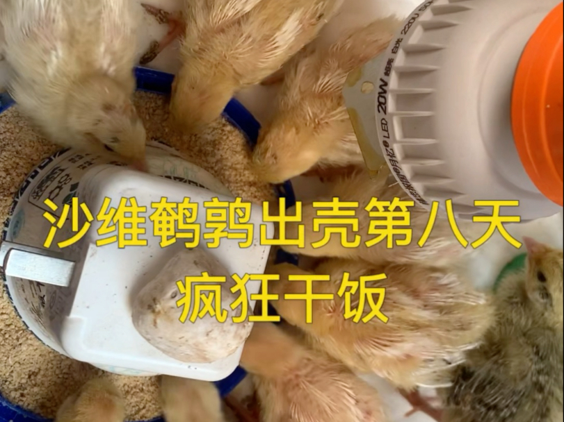 沙维鹌鹑出壳第八天疯狂干饭