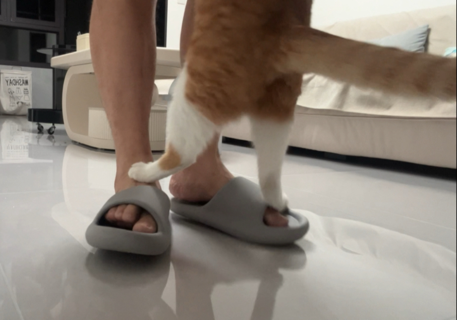 猫：今天谁又惹他了？