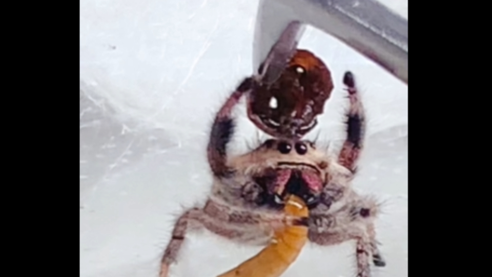 小跳蛛只是在人类面前很乖，本质上是无情的杀手。