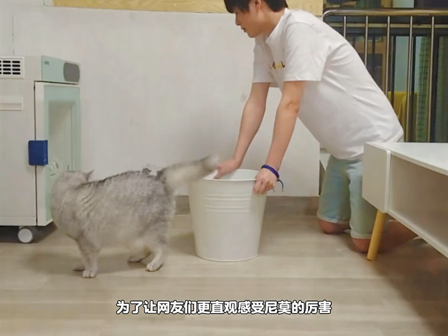 猫咪的离谱瞬间