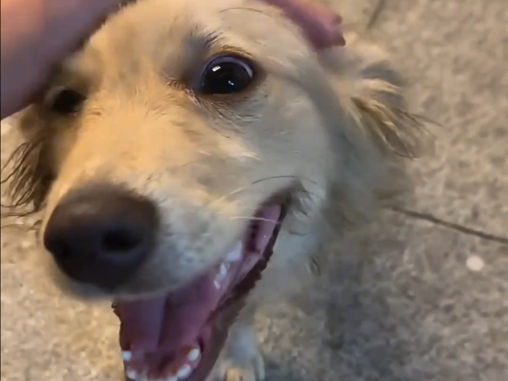 它是不幸的小狗，但也是幸运的小狗！