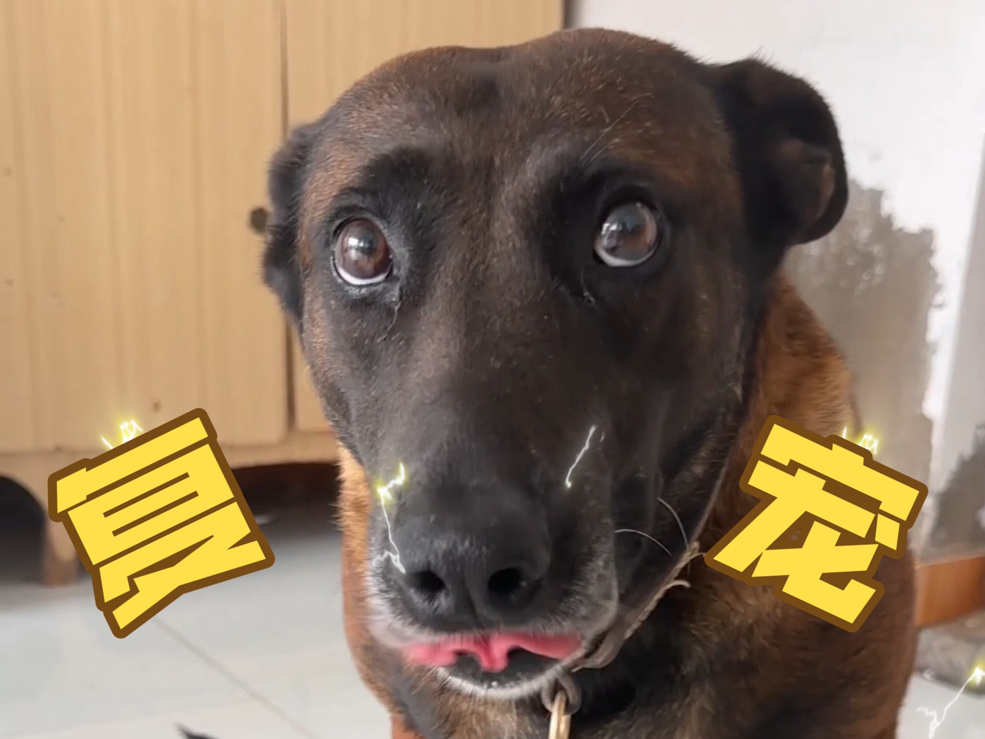 马犬“这种老抽色的狗”可以用老奸巨滑形容！！！