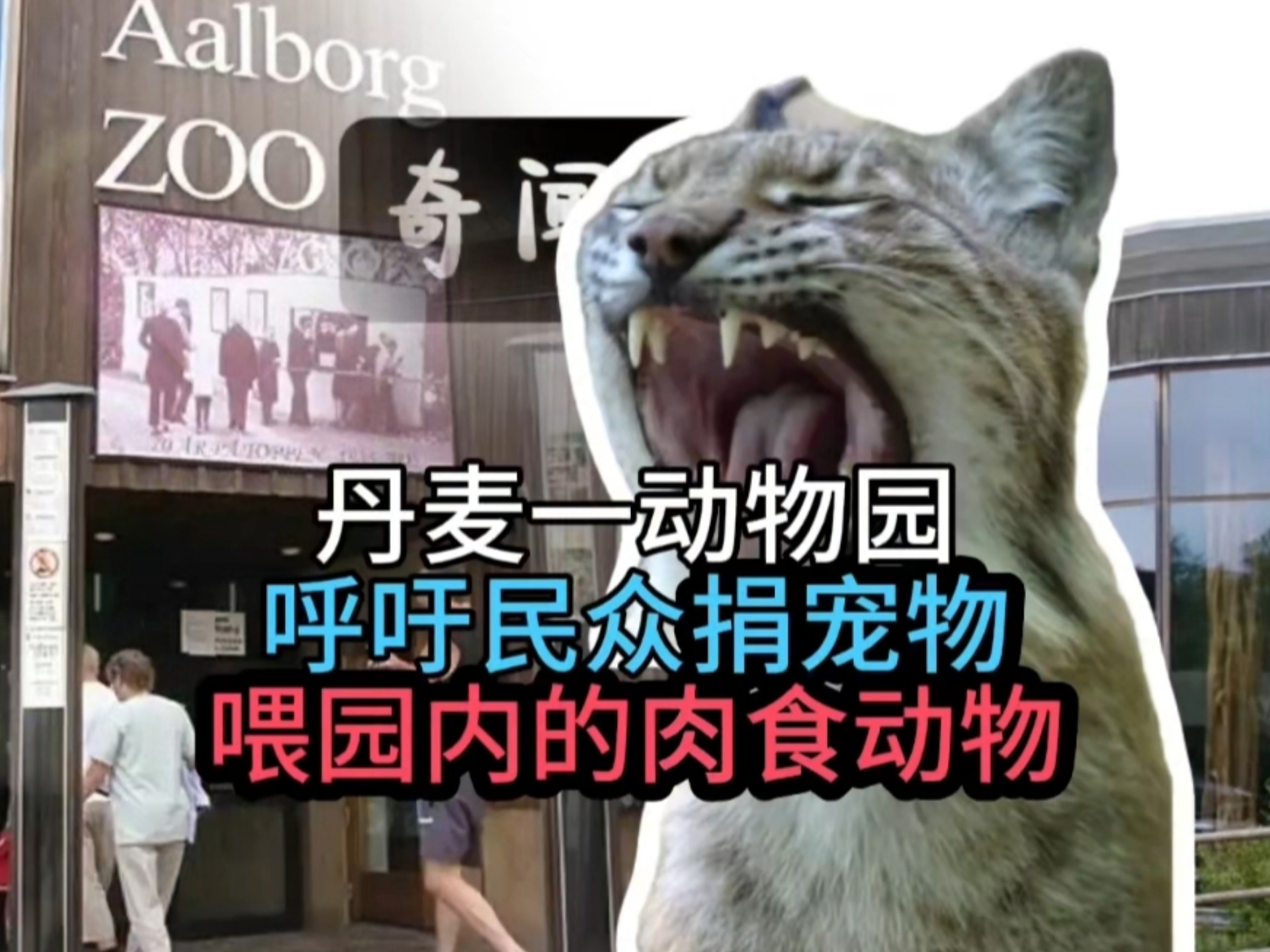 “电子宠物可以捐吗？”